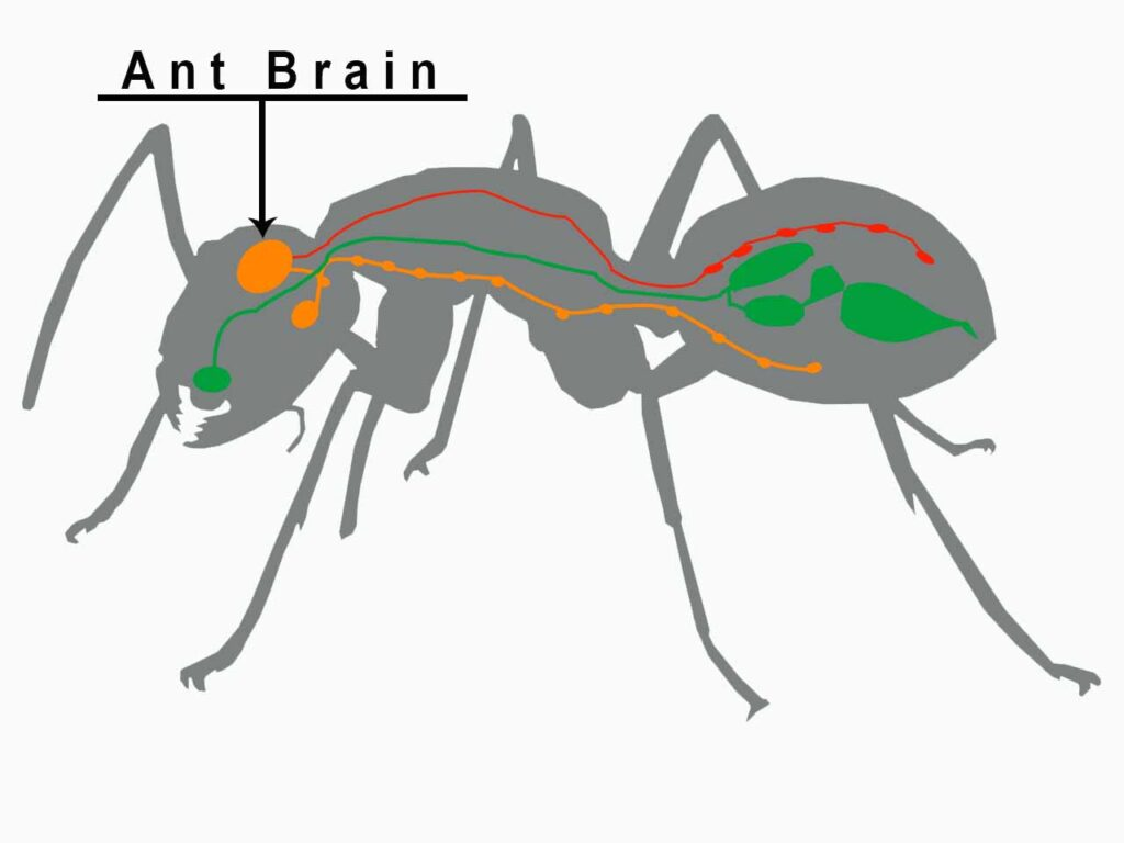 ants brain