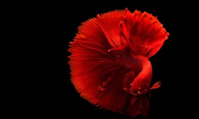 How long can a betta fish survive without food