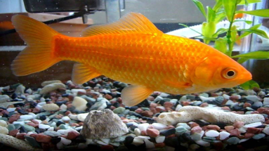 How Long Can Goldfish Go Without Food?