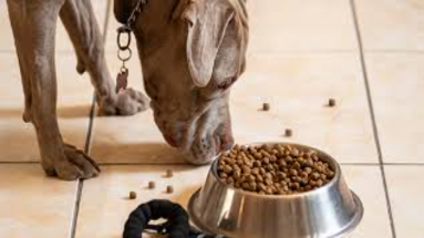 What's a Good Dog Food for Pitbulls? 