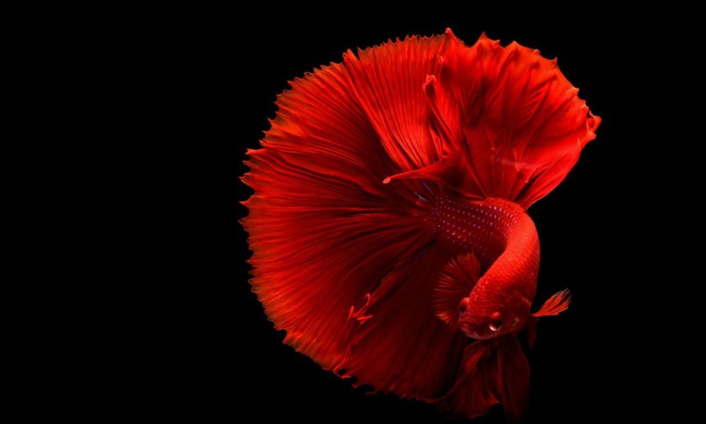 How long can a betta fish survive without food